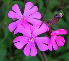 Image result for Silene dioica