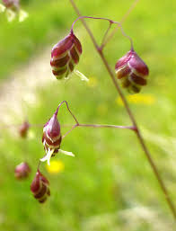 Attēlu rezultāti vaicājumam “Briza media bud”