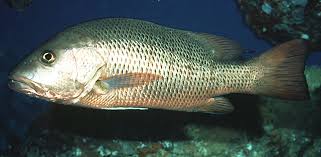Image result for Lutjanus novemfasciatus