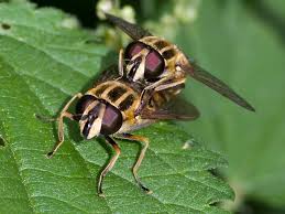 Attēlu rezultāti vaicājumam “Helophilus sp.”