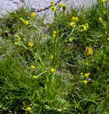 Attēlu rezultāti vaicājumam “Ranunculus sceleratus flower”