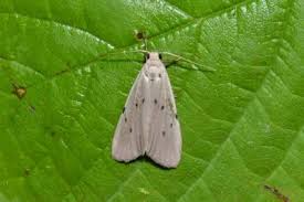 Attēlu rezultāti vaicājumam “Pelosia muscerda”