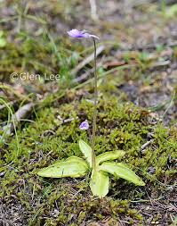 Attēlu rezultāti vaicājumam “Pinguicula vulgaris”