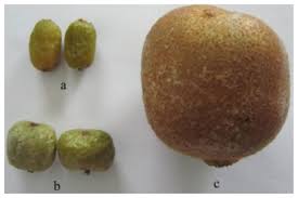 Attēlu rezultāti vaicājumam “Actinidia kolomikta fruit”