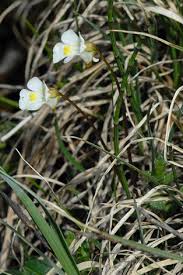 Attēlu rezultāti vaicājumam “Pinguicula alpina”