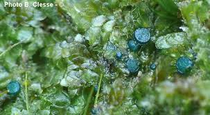 Attēlu rezultāti vaicājumam “Mniaecia jungermanniae”