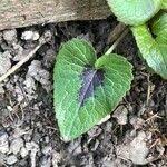 Attēlu rezultāti vaicājumam “Phyteuma spicatum fruit”