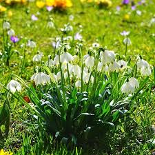 Attēlu rezultāti vaicājumam “Leucojum vernum var. carpathicum flower”
