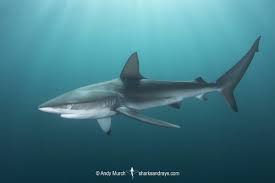 Image result for Carcharhinus