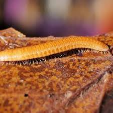 Attēlu rezultāti vaicājumam “Polyzonium germanicum”