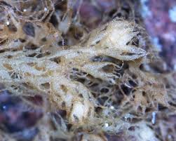 Attēlu rezultāti vaicājumam “Ptilidium pulcherrimum sporophyte”