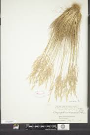 Attēlu rezultāti vaicājumam “Corynephorus canescens leaf”