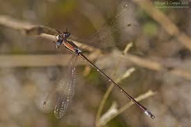 Attēlu rezultāti vaicājumam “Lestes virens”