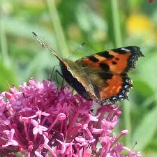 Image result for Small Tortoiseshell