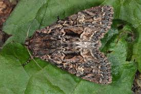 Attēlu rezultāti vaicājumam “Mniotype satura”