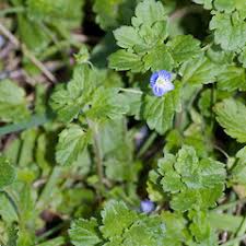 Attēlu rezultāti vaicājumam “Veronica persica leaf”