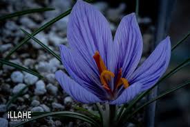 Attēlu rezultāti vaicājumam “Crocus”
