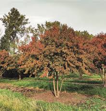 Attēlu rezultāti vaicājumam “Cornus mas”