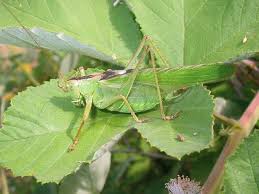 Attēlu rezultāti vaicājumam “Tettigoniodea”