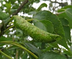 Attēlu rezultāti vaicājumam “Thecabius affinis”