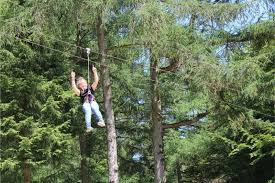 Image result for Go Ape! Dalby