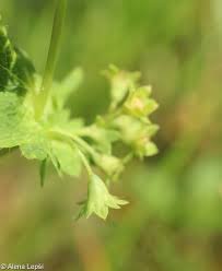 Attēlu rezultāti vaicājumam “Alchemilla subcrenata  flower”
