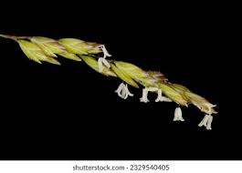 Attēlu rezultāti vaicājumam “Poa trivialis flower”