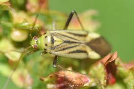 Attēlu rezultāti vaicājumam “Adelphocoris quadripunctatus”