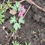 Attēlu rezultāti vaicājumam “Corydalis intermedia fruit”