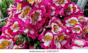 Image result for Schizanthus