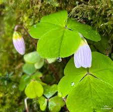 Attēlu rezultāti vaicājumam “Oxalis acetosella leaf”