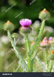 Image result for Onopordum acanthium