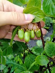 Attēlu rezultāti vaicājumam “Actinidia kolomikta fruit”