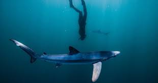 Image result for Apneists UK