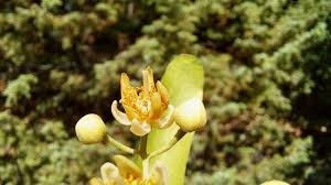 Attēlu rezultāti vaicājumam “Tilia tomentosa flower”