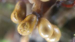 Attēlu rezultāti vaicājumam “Hemitrichia chrysospora young”