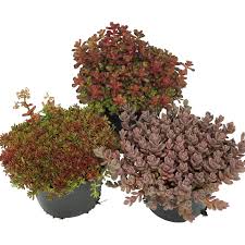 Image result for Mauerpfeffer