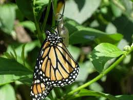 Image result for monarch caterpillar