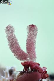 Attēlu rezultāti vaicājumam “Arcyria incarnata macro”