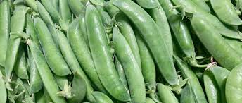 Image result for Erbsen