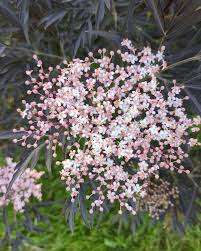 Attēlu rezultāti vaicājumam “Sambucus nigra flower”