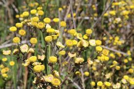 Image result for Helichrysum foetidum