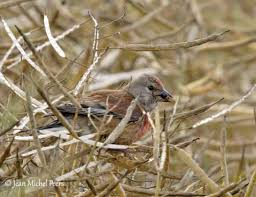 Attēlu rezultāti vaicājumam “Carduelis cannabina adult”