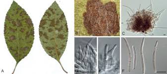 Attēlu rezultāti vaicājumam “Mycosphaerella ulmi”