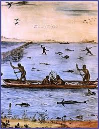 Image result for Huso brevirostrum