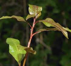 Attēlu rezultāti vaicājumam “Persicaria hydropiper leaf”