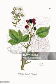Attēlu rezultāti vaicājumam “Rubus plicatus leaf”