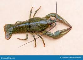 Attēlu rezultāti vaicājumam “Astacus astacus”