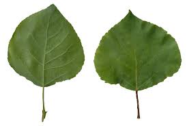 Attēlu rezultāti vaicājumam “Populus tremula leaf”