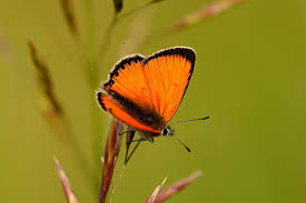 Attēlu rezultāti vaicājumam “Lycaena virgaureae”